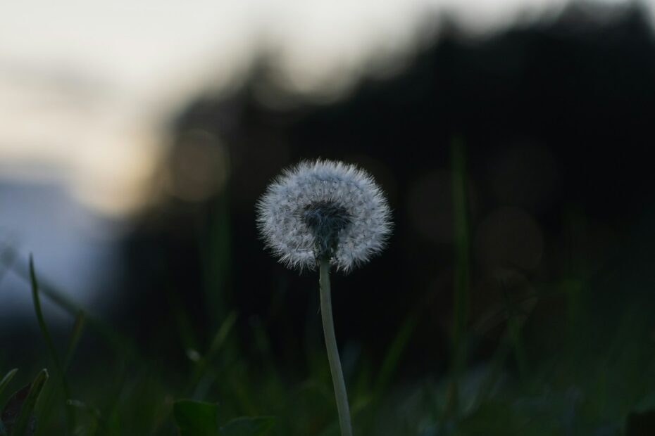 mediation in a divorce rules in virginia